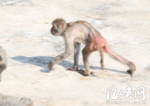 “猴哥”瘦得只剩皮包骨