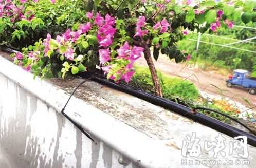 永豐互通橋上面的三角梅滴灌系統(tǒng)沒有水噴