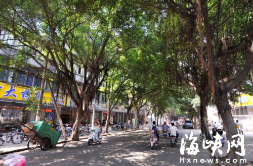 西洪路西段，綠蔭夾道，市民希望道路拓寬時，能留做分車帶