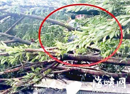 白馬南路行道樹壓倒兩騎手（網友供圖）