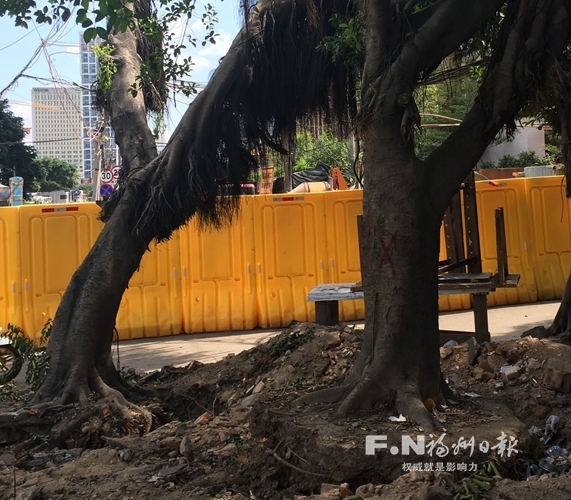 亞峰小區榕樹遭砍引質疑　施工方：經過審查批準