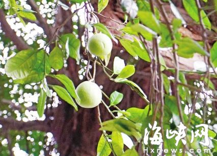 有游客用掃帚打柚子 