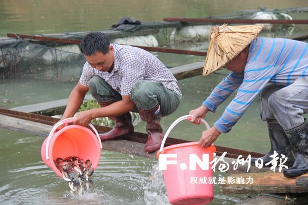 40萬尾魚苗運抵閩清受災(zāi)養(yǎng)殖場　助企業(yè)恢復(fù)生產(chǎn)