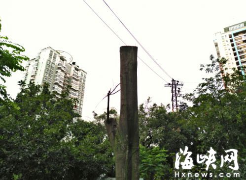 南洋楹只剩光禿禿一根樹干