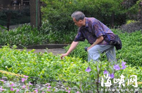 有市民在偷摘茉莉花