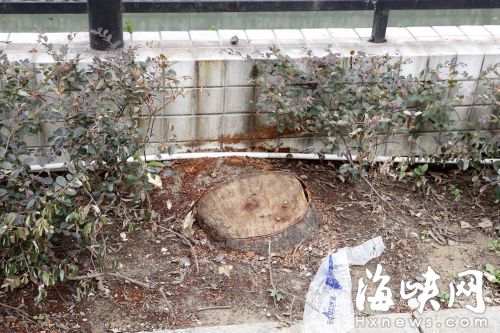被鋸斷的大樹橫截面直徑有四五十厘米