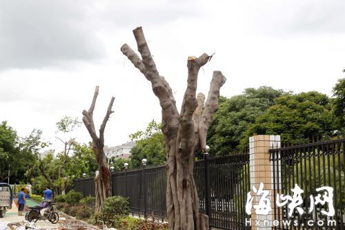 沿河岸邊多棵大樹被截得面目全非，和對(duì)面郁郁蔥蔥的大樹冠形成鮮明對(duì)比