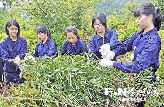 旗山砍竹清掃籠舍　臺(tái)青年化身大熊貓