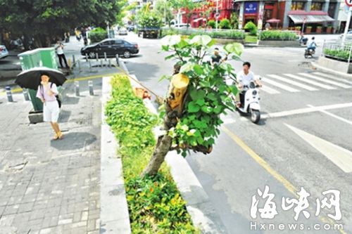 幾棵樹(shù)被修剪得僅剩主干