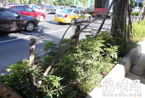 行人橫穿嚴重，但花壇只設置了簡易防護