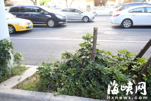枯木鐵絲做成的隔離欄和綠化景觀有些不協調