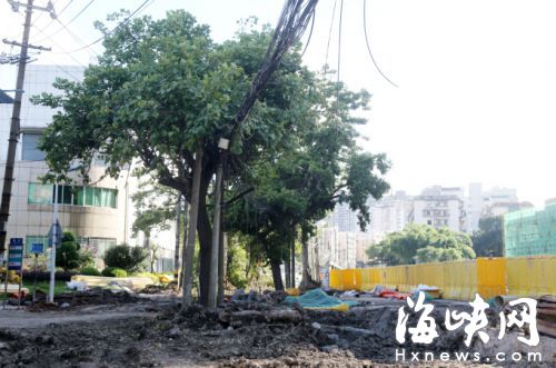 學軍路已有十余棵臘腸樹被圍擋圈入工地