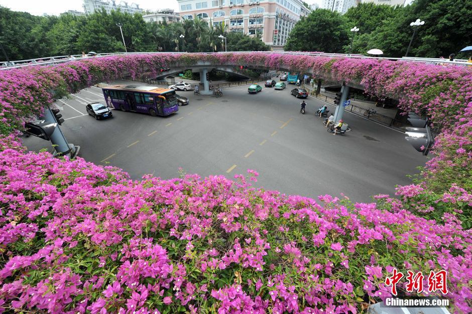 人行天橋花化景觀改造　繁花擁簇成“空中花廊”