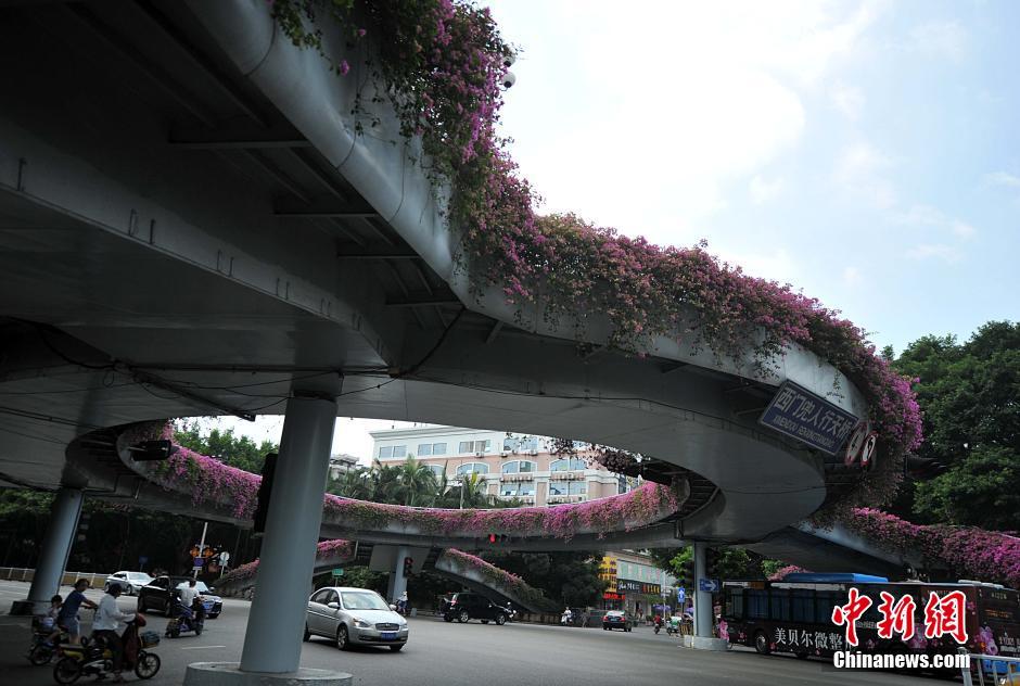 人行天橋花化景觀改造　繁花擁簇成“空中花廊”