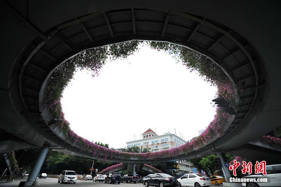 人行天橋花化景觀改造　繁花擁簇成“空中花廊”