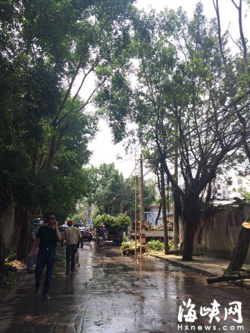  鼓樓福沁路修剪樹枝時，掉下一個馬蜂窩，蜇傷多名路人