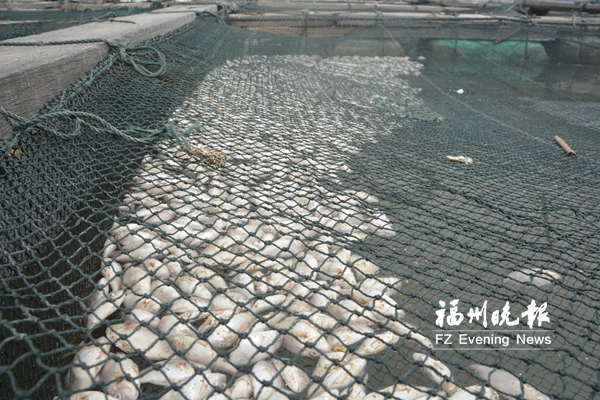 福清東瀚養殖魚一夜大量死亡　漁民損失數百萬元