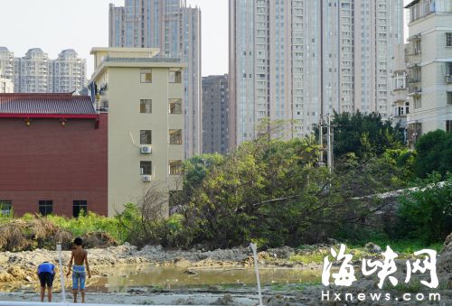 省氣象防災(zāi)中心工地，兩棵大榕樹倒在地上