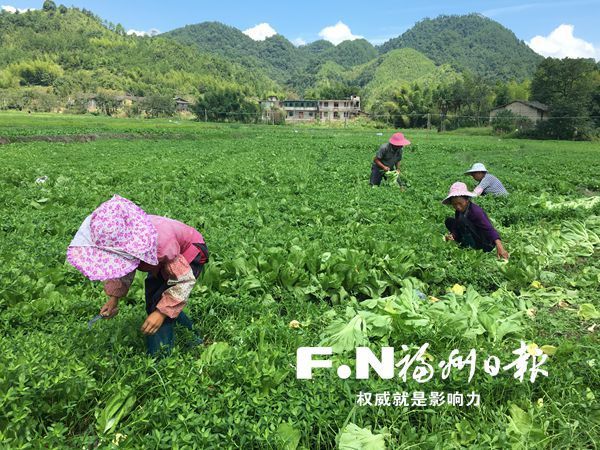 永泰丹云鄉(xiāng)受災(zāi)蔬菜種植基地復(fù)耕　收獲綠色希望