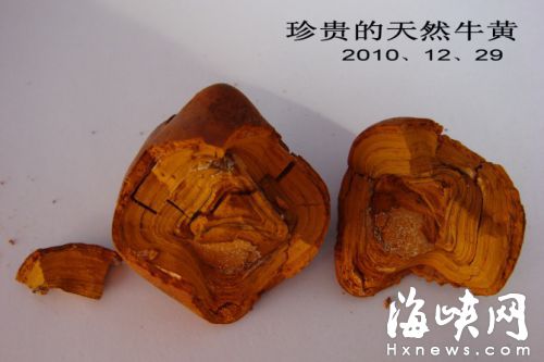牛黃