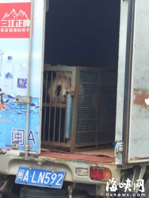 貨車后車廂門沒關(guān)，里面有一只熊貓被關(guān)在籠子里 