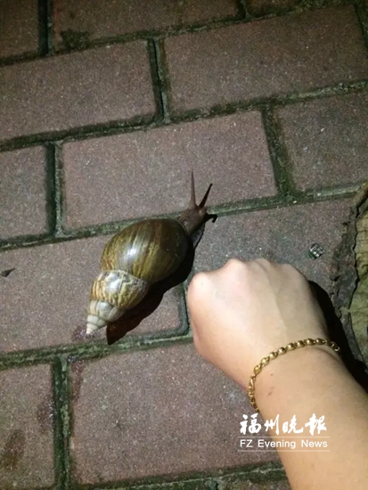 非洲大蝸牛現身福清　專家：會攜帶病毒千萬別吃