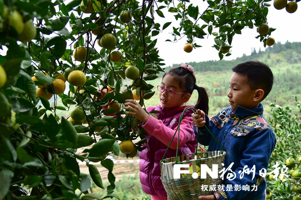 自駕游發(fā)力　閩侯洋里苦橘不愁賣
