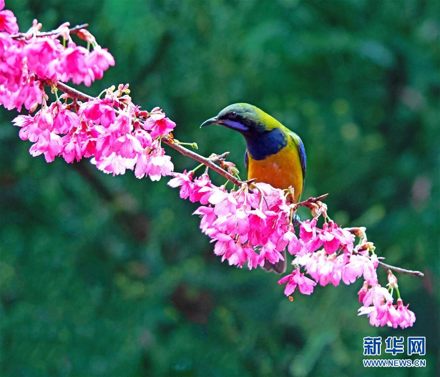 葉鵯鬧枝頭