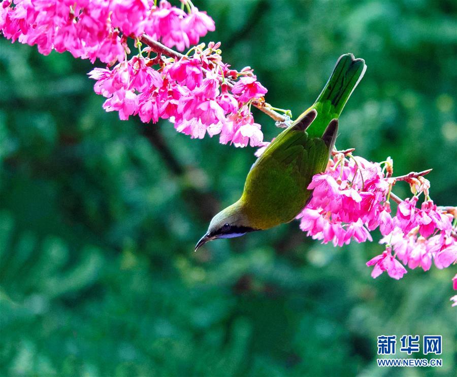 葉鵯鬧枝頭